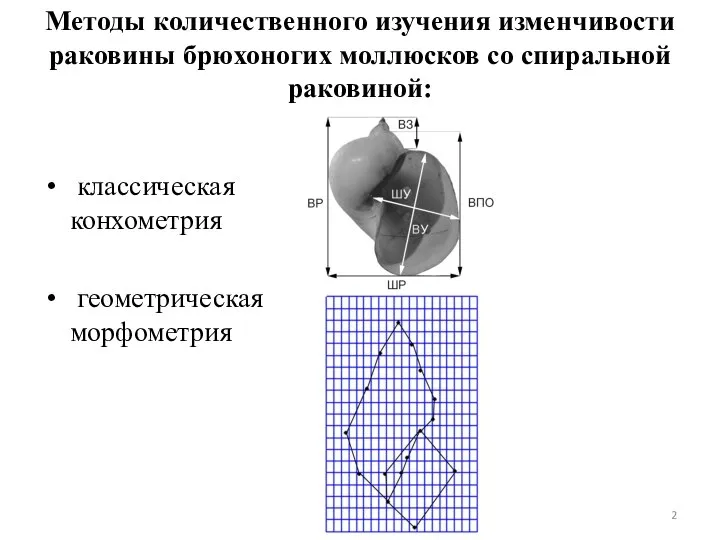 Методы количественного изучения изменчивости раковины брюхоногих моллюсков со спиральной раковиной: классическая конхометрия геометрическая морфометрия