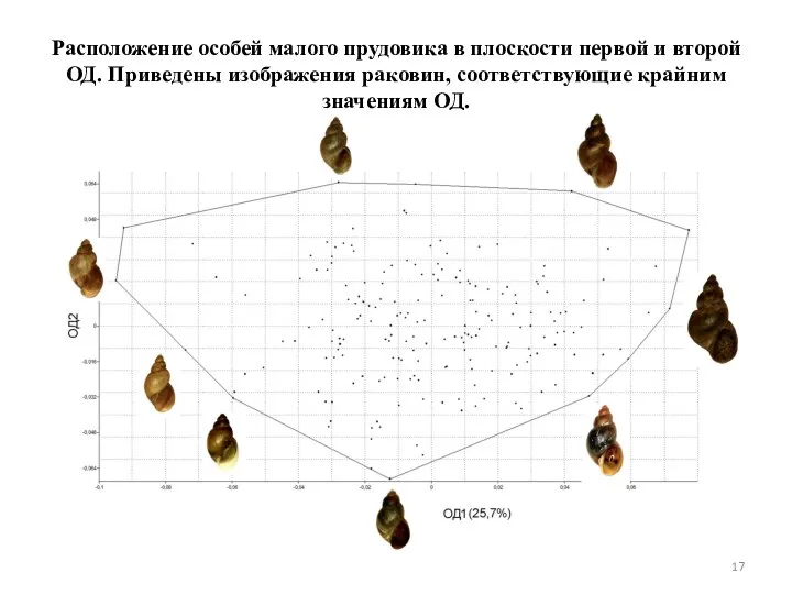 Расположение особей малого прудовика в плоскости первой и второй ОД. Приведены изображения