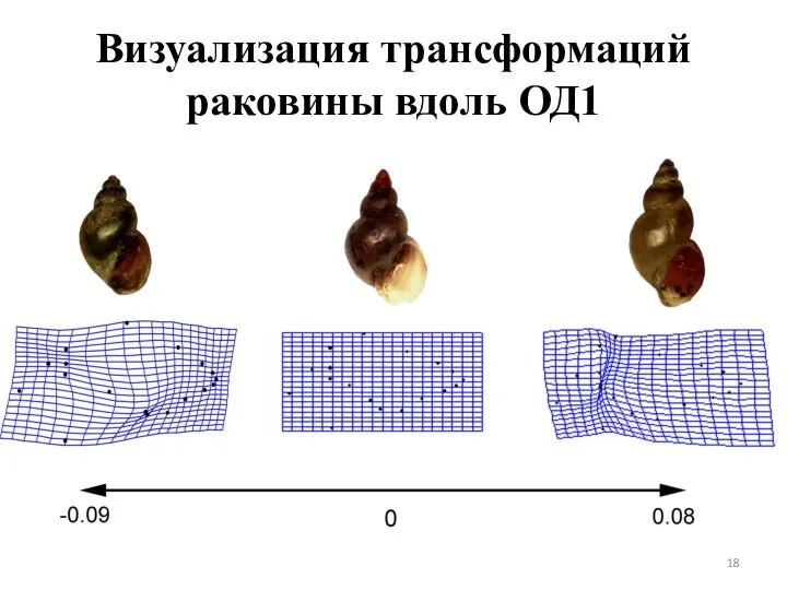 Визуализация трансформаций раковины вдоль ОД1