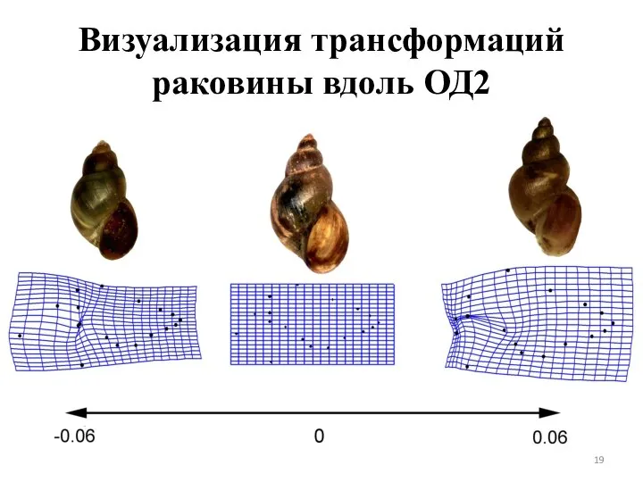Визуализация трансформаций раковины вдоль ОД2