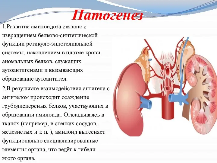 Патогенез 1.Развитие амилоидоза связано с извращением белково-синтетической функции ретикуло-эндотелиальной системы, накоплением в