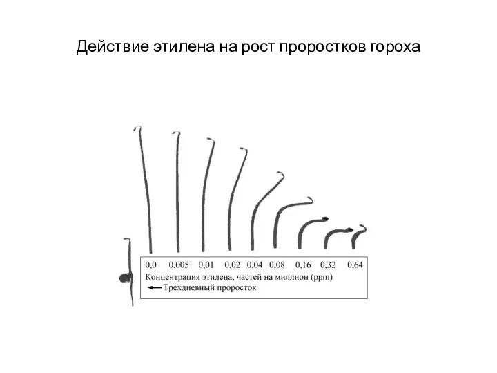 Действие этилена на рост проростков гороха