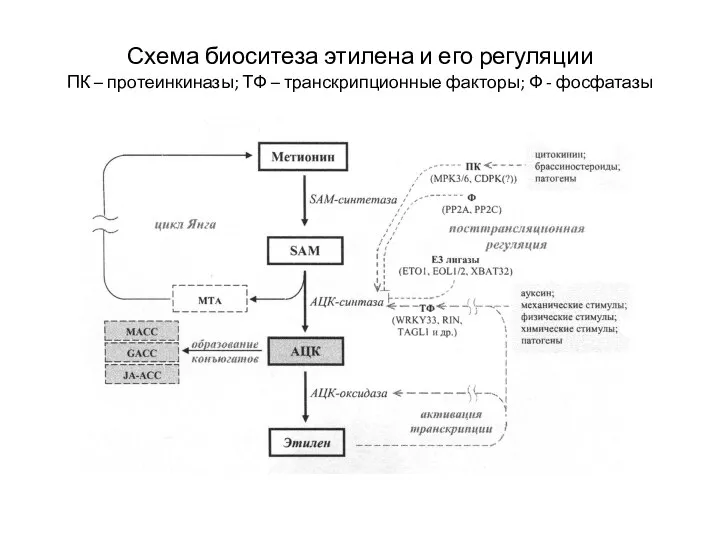 Схема биоситеза этилена и его регуляции ПК – протеинкиназы; ТФ – транскрипционные факторы; Ф - фосфатазы