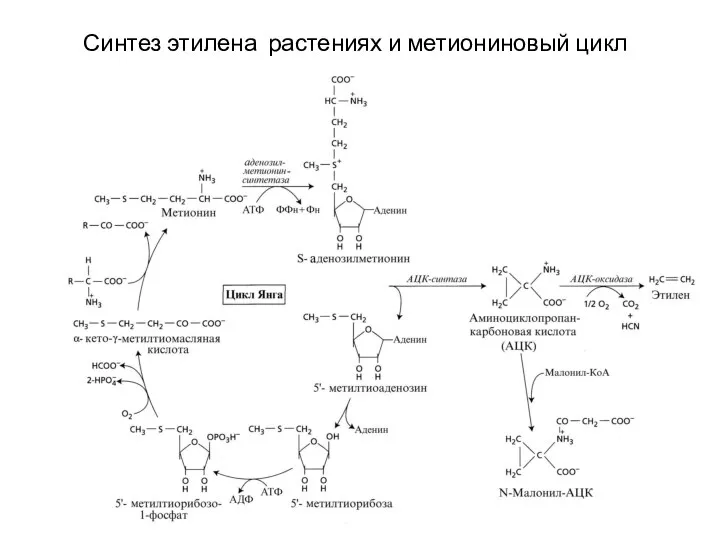 Синтез этилена растениях и метиониновый цикл