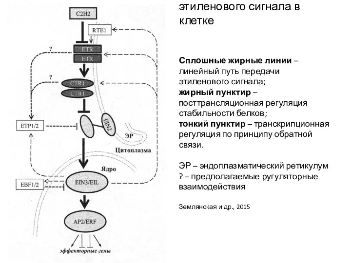 Схема трансдукции этиленового сигнала в клетке Сплошные жирные линии – линейный путь