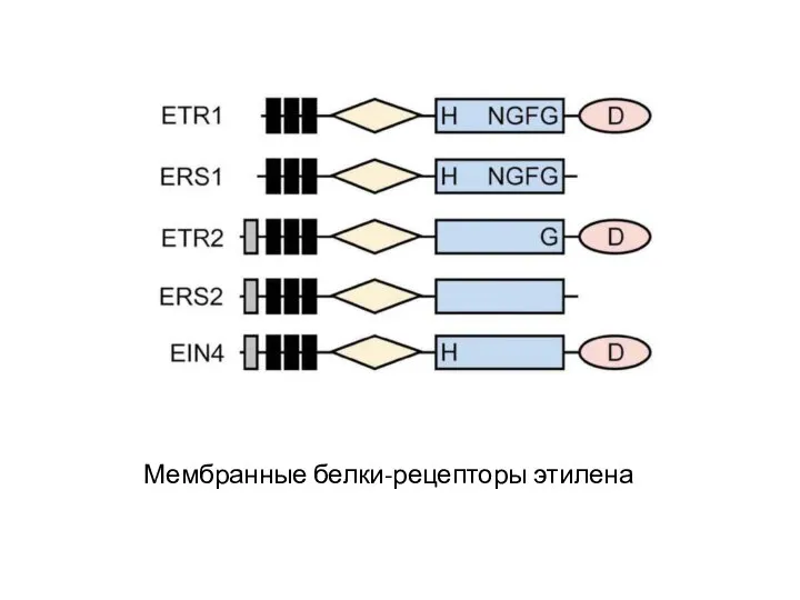 Мембранные белки-рецепторы этилена
