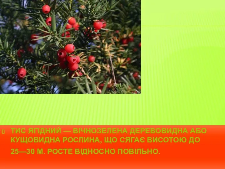 ТИС ЯГІДНИЙ — ВІЧНОЗЕЛЕНА ДЕРЕВОВИДНА АБО КУЩОВИДНА РОСЛИНА, ЩО СЯГАЄ ВИСОТОЮ ДО