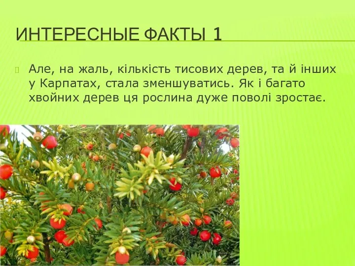 ИНТЕРЕСНЫЕ ФАКТЫ 1 Але, на жаль, кількість тисових дерев, та й інших