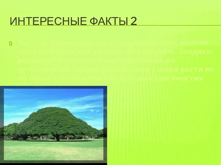 ИНТЕРЕСНЫЕ ФАКТЫ 2 Тис – це дерево-довгожитель. Тривалість життя тиса ягідного дуже