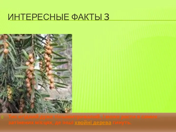 ИНТЕРЕСНЫЕ ФАКТЫ 3 Тис ягідний дуже тіньовитривалий, і може рости в самих