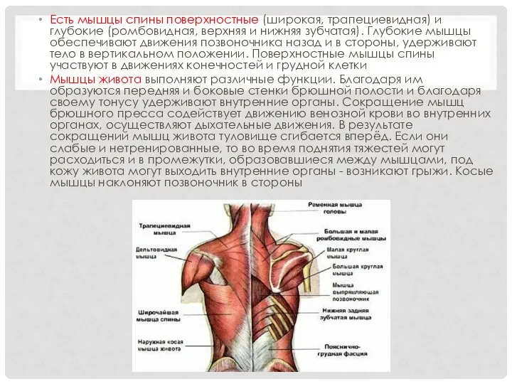 Есть мышцы спины поверхностные (широкая, трапециевидная) и глубокие (ромбовидная, верхняя и нижняя