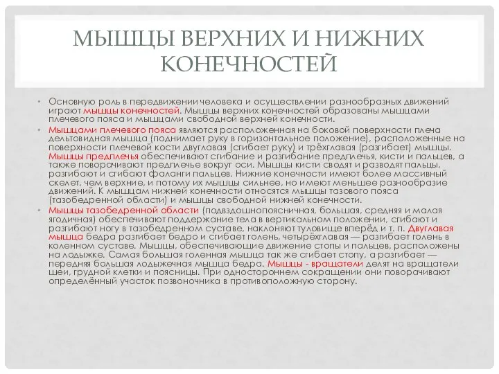 МЫШЦЫ ВЕРХНИХ И НИЖНИХ КОНЕЧНОСТЕЙ Основную роль в передвижении человека и осуществлении