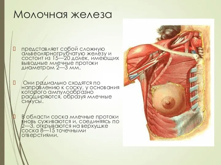 Молочная железа представляет собой сложную альвеолярнотрубчатую железу и состоит из 15—20 долек,