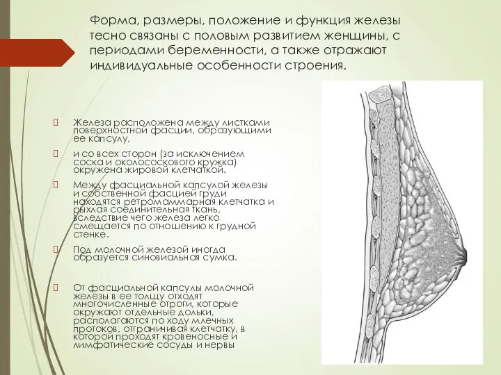 Форма, размеры, положение и функция железы тесно связаны с половым развитием женщины,