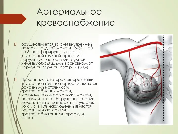 Артериальное кровоснабжение осуществляется за счет внутренней артерии грудной железы (60%) - с