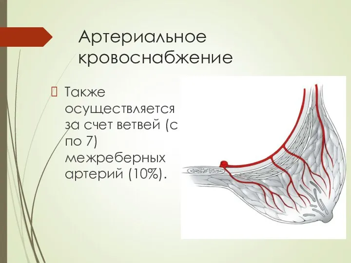 Артериальное кровоснабжение Также осуществляется за счет ветвей (с 3 по 7) межреберных артерий (10%).