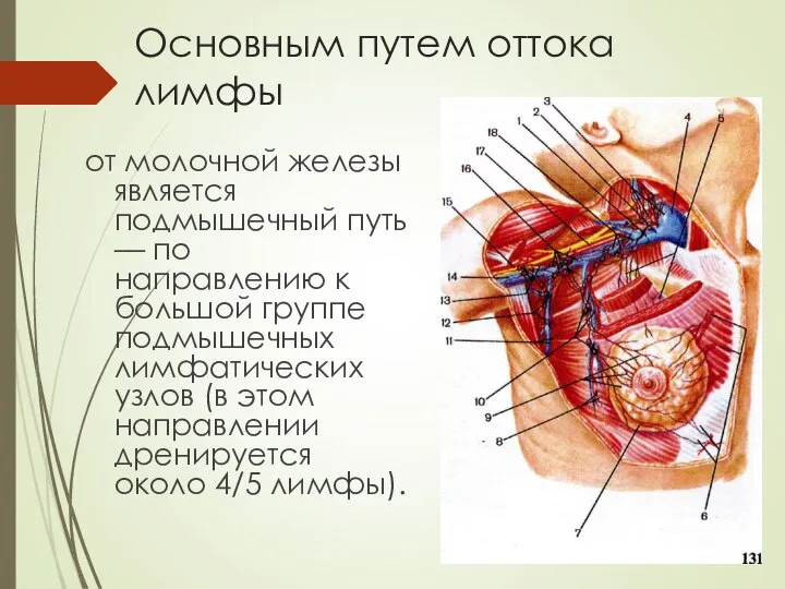 Основным путем оттока лимфы от молочной железы является подмышечный путь — по