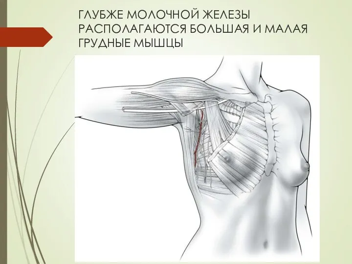 ГЛУБЖЕ МОЛОЧНОЙ ЖЕЛЕЗЫ РАСПОЛАГАЮТСЯ БОЛЬШАЯ И МАЛАЯ ГРУДНЫЕ МЫШЦЫ