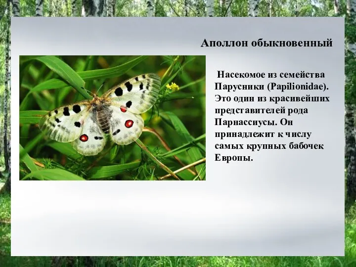 Насекомое из семейства Парусники (Papilionidae). Это один из красивейших представителей рода Парнассиусы.