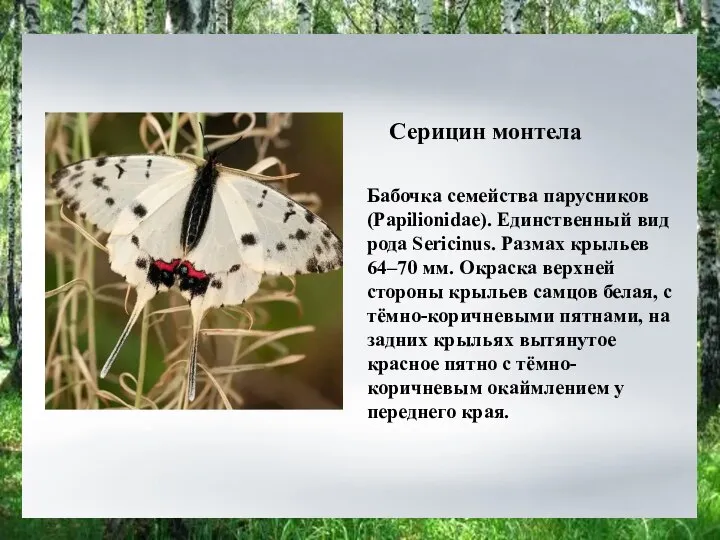 Бабочка семейства парусников (Papilionidae). Единственный вид рода Sericinus. Размах крыльев 64–70 мм.