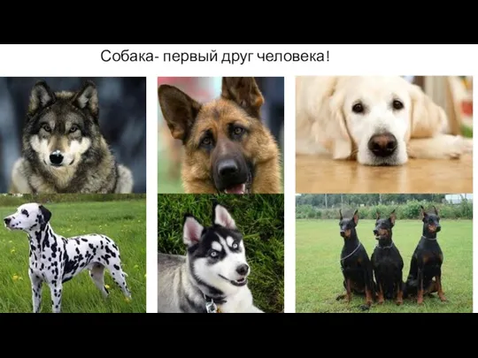 Собака- первый друг человека!