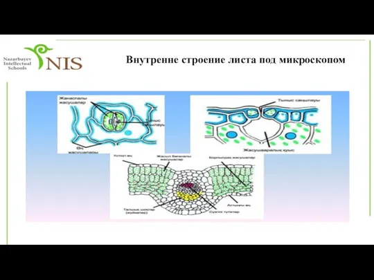 Внутренне строение листа под микроскопом