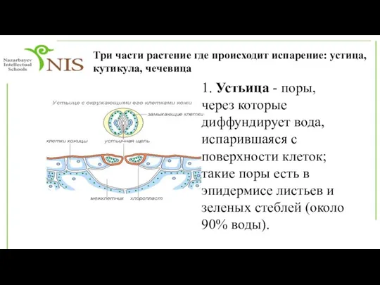 Три части растение где происходит испарение: устица, кутикула, чечевица 1. Устьица -