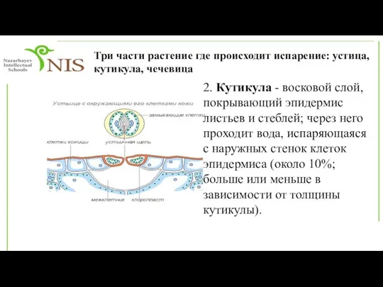 Три части растение где происходит испарение: устица, кутикула, чечевица 2. Кутикула -