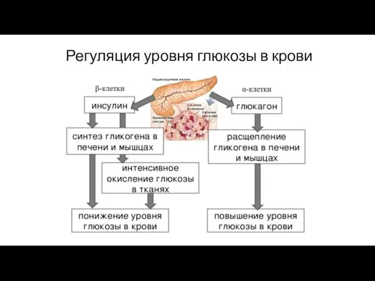 Регуляция уровня глюкозы в крови