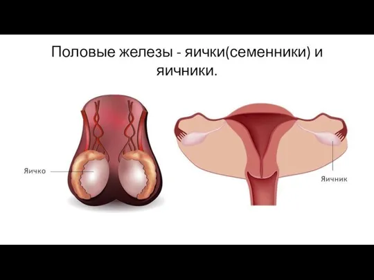 Половые железы - яички(семенники) и яичники.