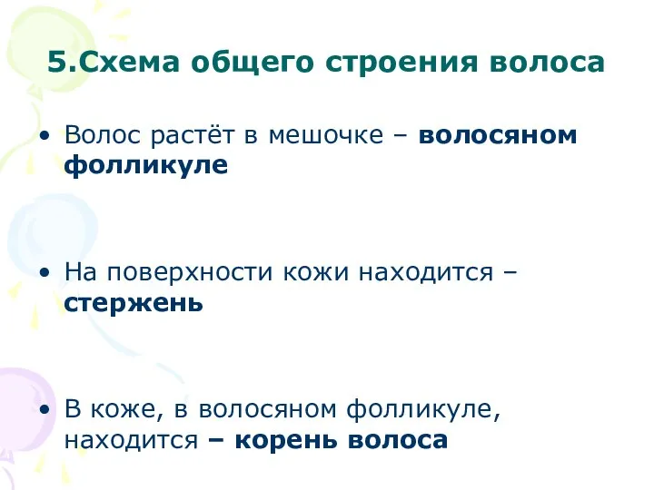 5.Схема общего строения волоса Волос растёт в мешочке – волосяном фолликуле На