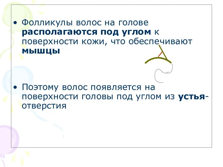 Фолликулы волос на голове располагаются под углом к поверхности кожи, что обеспечивают