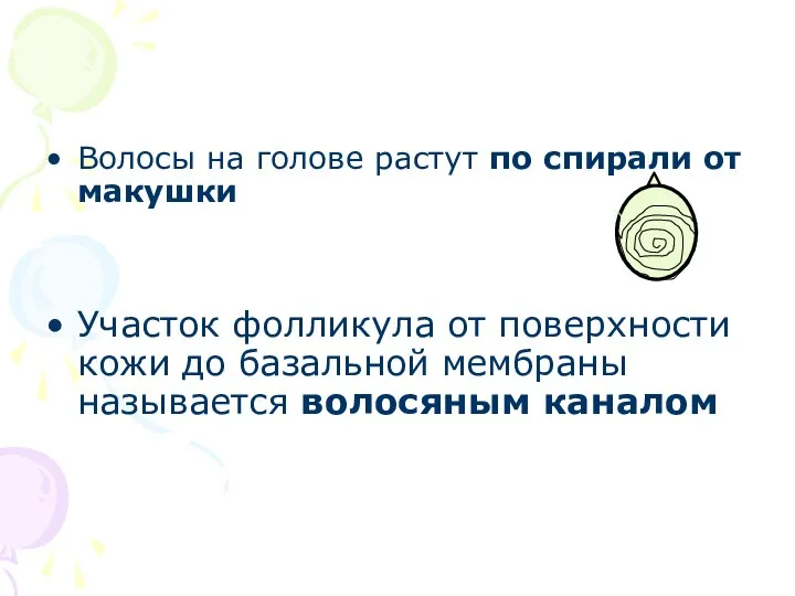 Волосы на голове растут по спирали от макушки Участок фолликула от поверхности