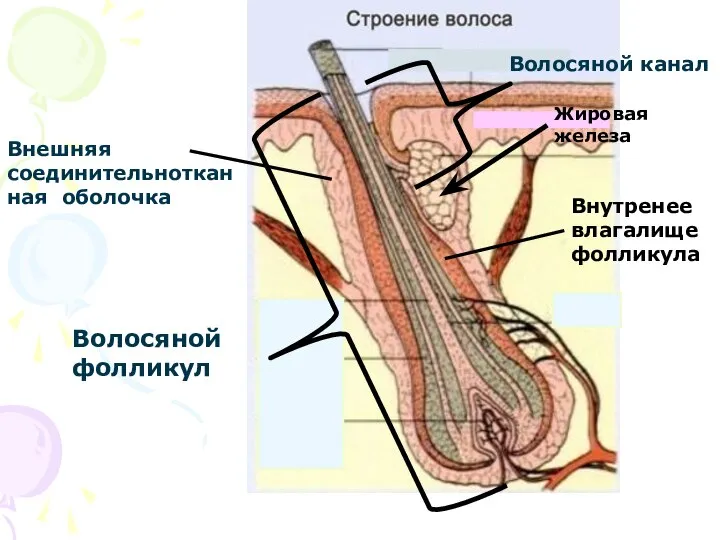 Волосяной фолликул Внешняя соединительнотканная оболочка Волосяной канал Внутренее влагалище фолликула Жировая железа