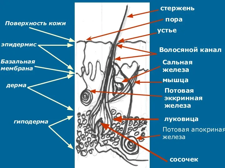 Поверхность кожи кожи эпидермис Базальная мембрана дерма гиподерма стержень устье Волосяной канал