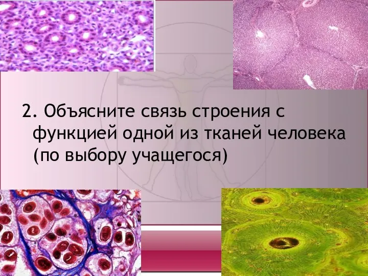 2. Объясните связь строения с функцией одной из тканей человека (по выбору учащегося)