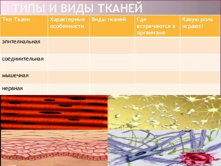 ТИПЫ И ВИДЫ ТКАНЕЙ