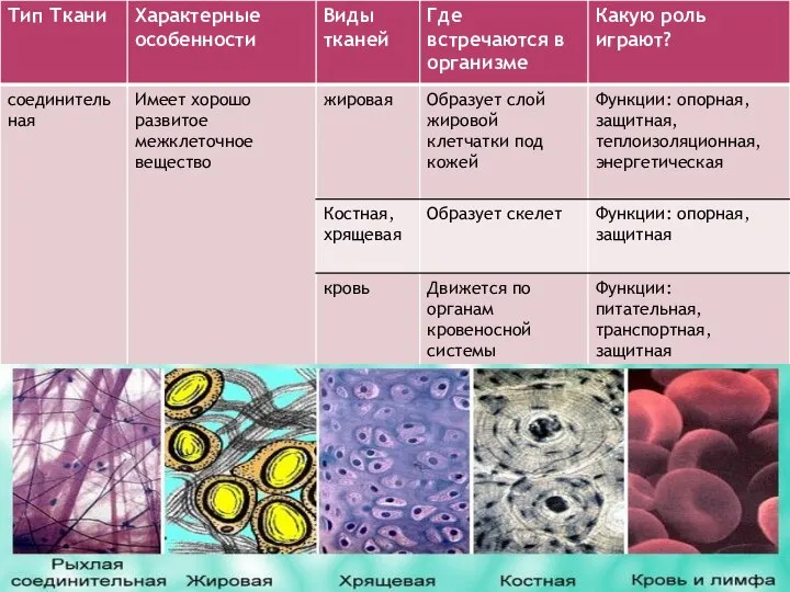 ЕНОСНОЙ СИСТЕ