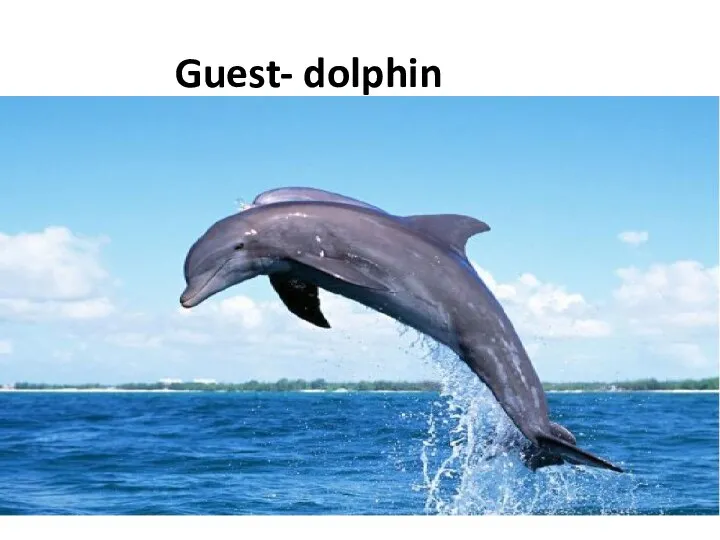 Guest- dolphin