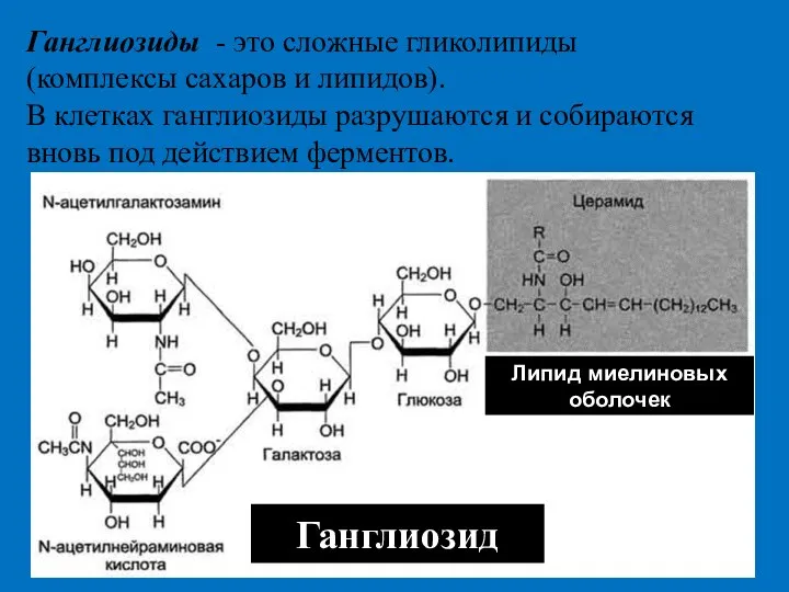 Ганглиозиды - это сложные гликолипиды (комплексы сахаров и липидов). В клетках ганглиозиды