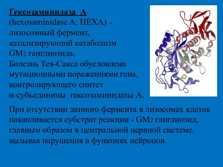 Гексозаминидаза А (hexosaminidase A; HEXA) - лизосомный фермент, катализирующий катаболизм GM2 ганглиозида.