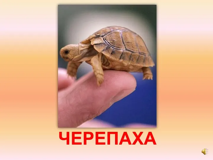 ЧЕРЕПАХА