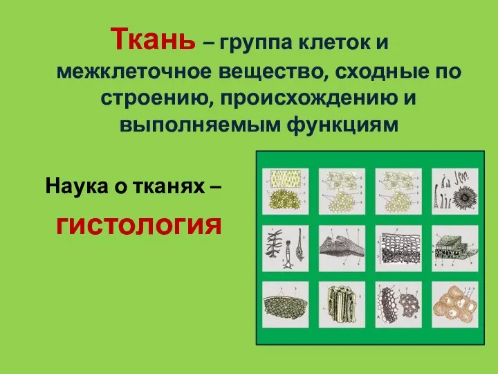 Ткань – группа клеток и межклеточное вещество, сходные по строению, происхождению и