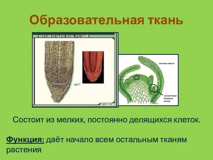 Образовательная ткань Состоит из мелких, постоянно делящихся клеток. Функция: даёт начало всем остальным тканям растения