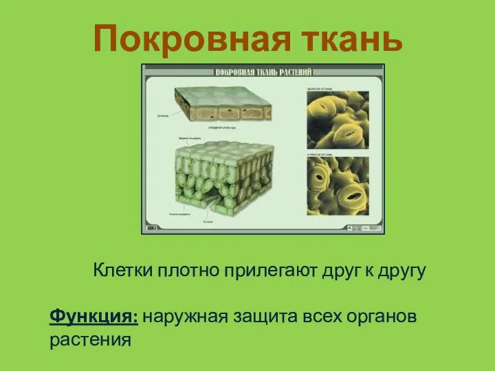 Покровная ткань Клетки плотно прилегают друг к другу Функция: наружная защита всех органов растения