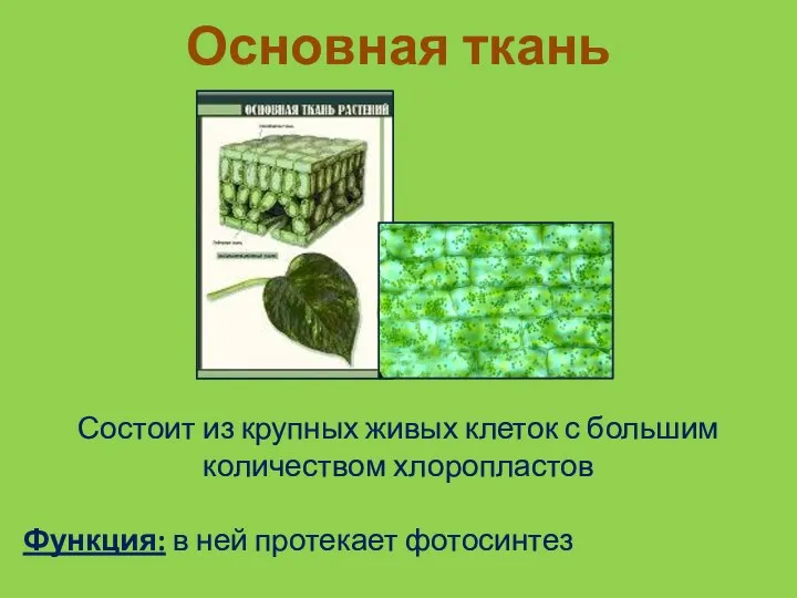 Основная ткань Состоит из крупных живых клеток с большим количеством хлоропластов Функция: в ней протекает фотосинтез