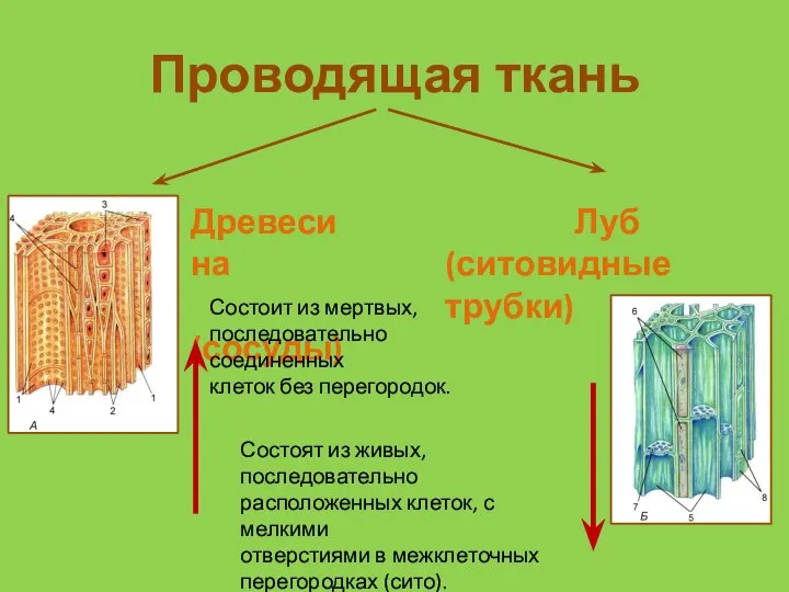 Проводящая ткань Древесина (сосуды) Луб (ситовидные трубки) Состоит из мертвых, последовательно соединенных