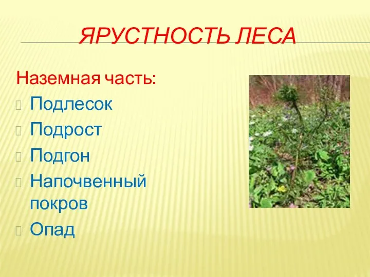 ЯРУСТНОСТЬ ЛЕСА Наземная часть: Подлесок Подрост Подгон Напочвенный покров Опад