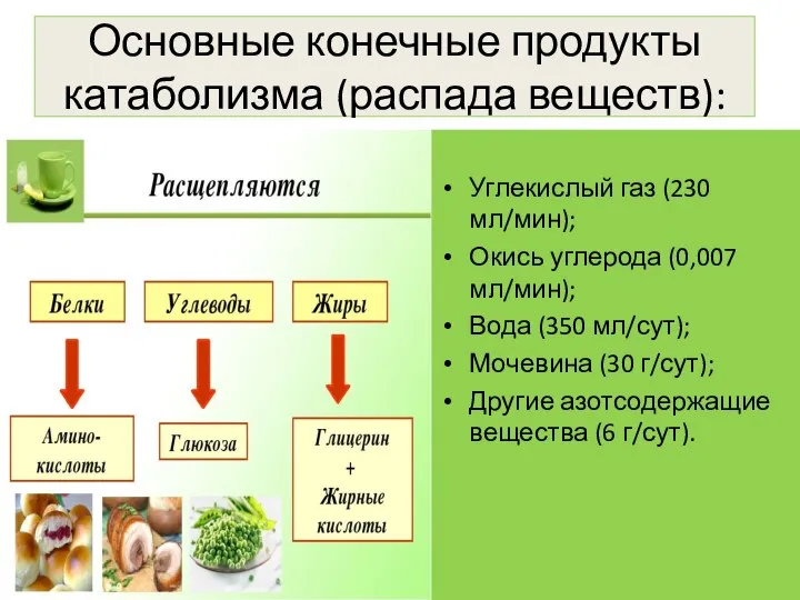 Основные конечные продукты катаболизма (распада веществ): Углекислый газ (230 мл/мин); Окись углерода