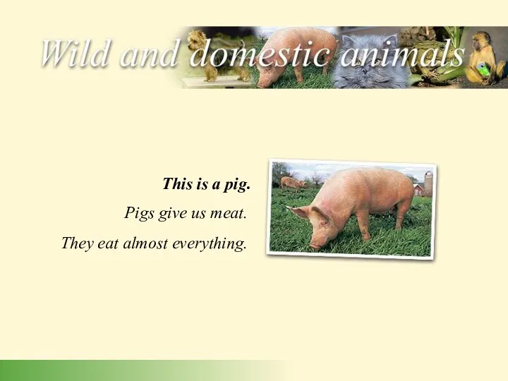 Pigs give us meat. They eat almost everything. This is a pig.